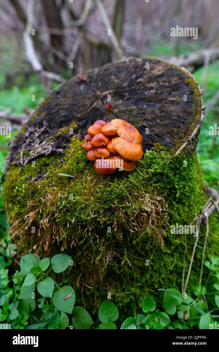 Un cliché vertical de champignons agariques au miel d'automne sur un tronc d'arbre vert Banque D'Images