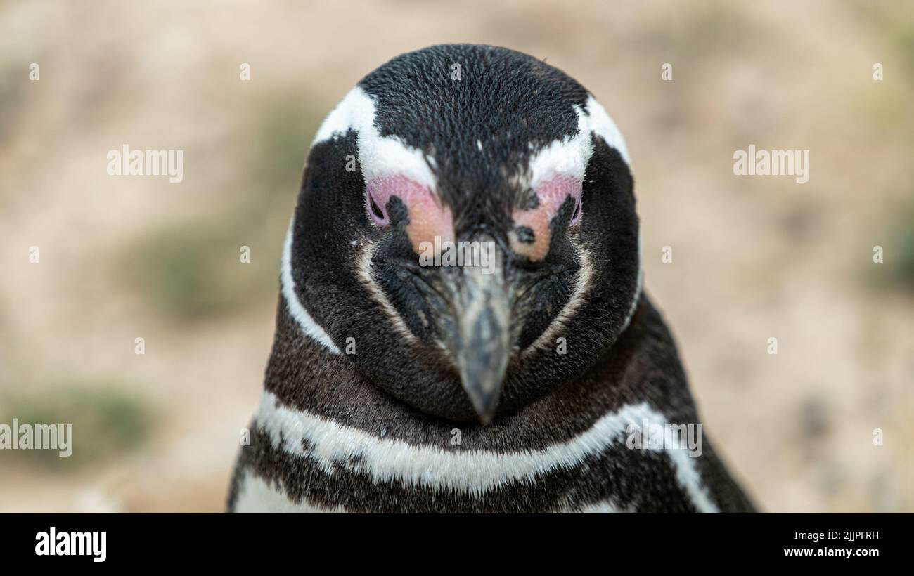 Un gros plan d'un pingouin Humboldt contre un paysage flou Banque D'Images