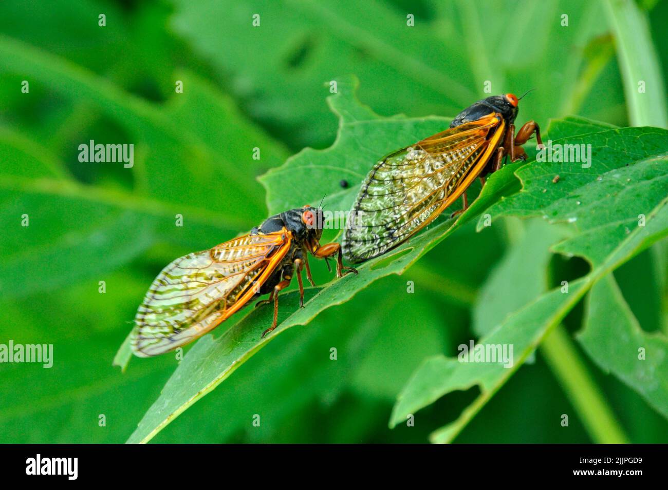Un gros plan de deux périodiques cigadas sur une feuille dans le Missouri Banque D'Images