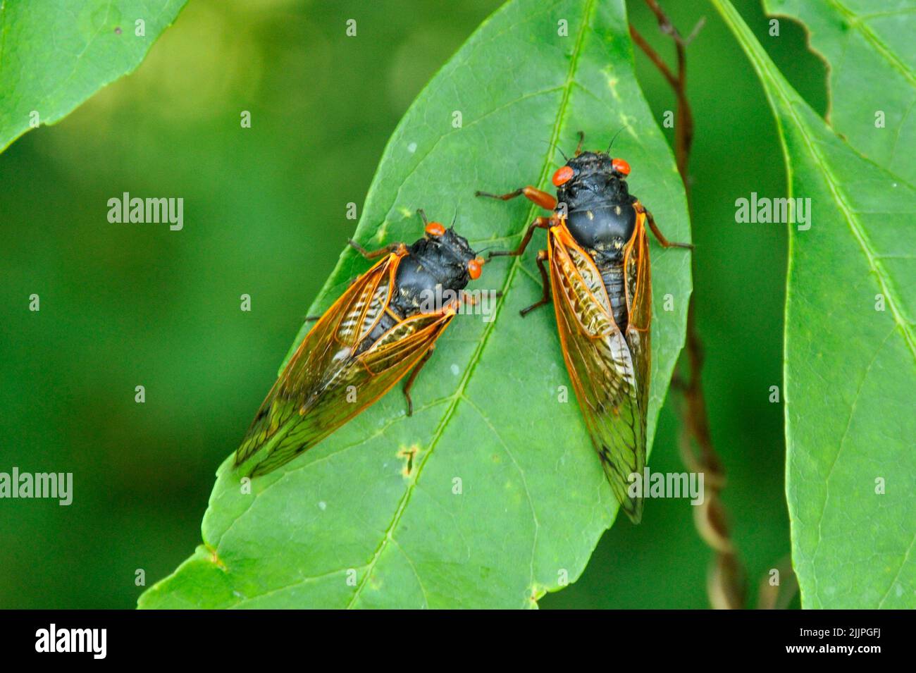 Un gros plan de deux périodiques cigadas sur une feuille dans le Missouri Banque D'Images