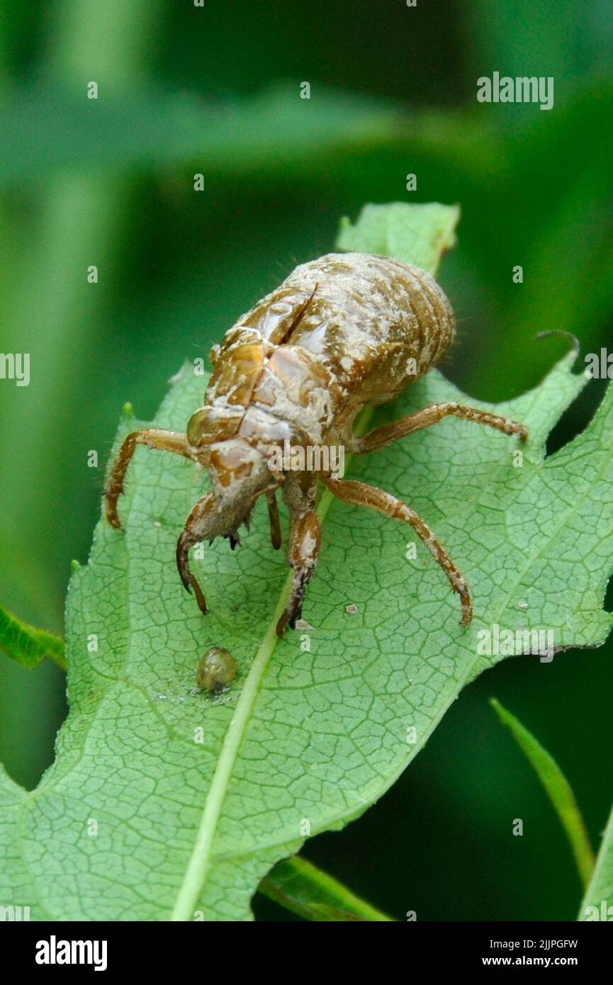 Un gros plan d'une coquille d'un périodique Cicada sur une feuille d'herbe à poux dans le Missouri Banque D'Images