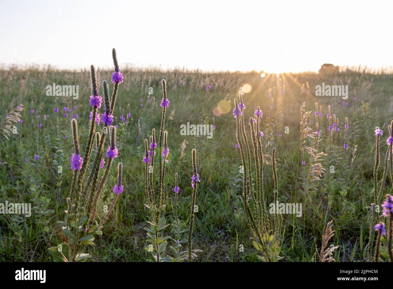 Une belle vue sur le champ de Hoary en vain avec de l'herbe verte et la lumière du soleil contre un ciel clair Banque D'Images