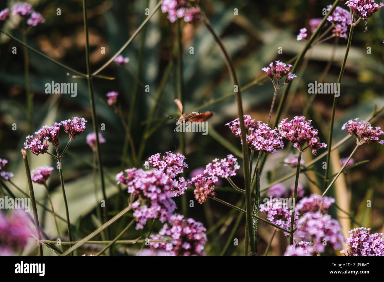 Un gros plan de Hummingbird faucon-teigne volant au-dessus de Purpletop vervain. Jardin botanique d'Iasi, Roumanie. Banque D'Images