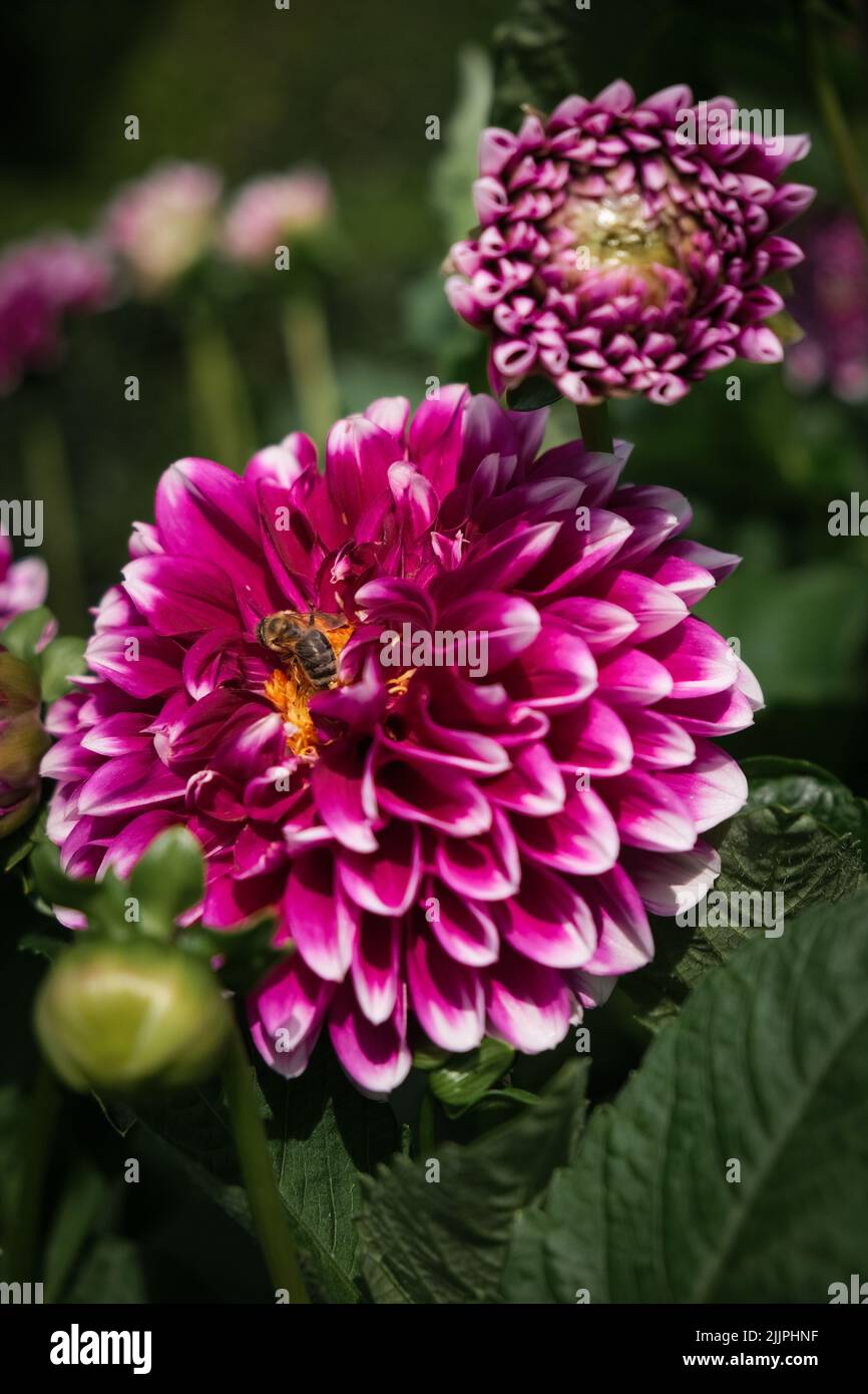 Un gros plan vertical de Dahlias pourpre avec une abeille. Jardin botanique d'Iasi, Roumanie. Banque D'Images