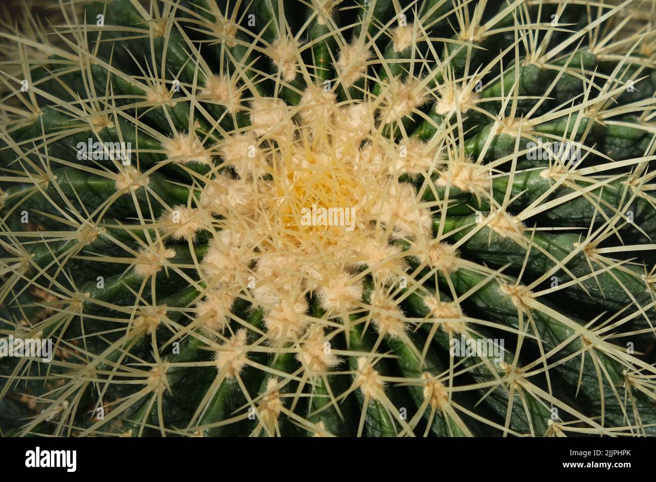 Un gros plan du motif de cactus. Banque D'Images
