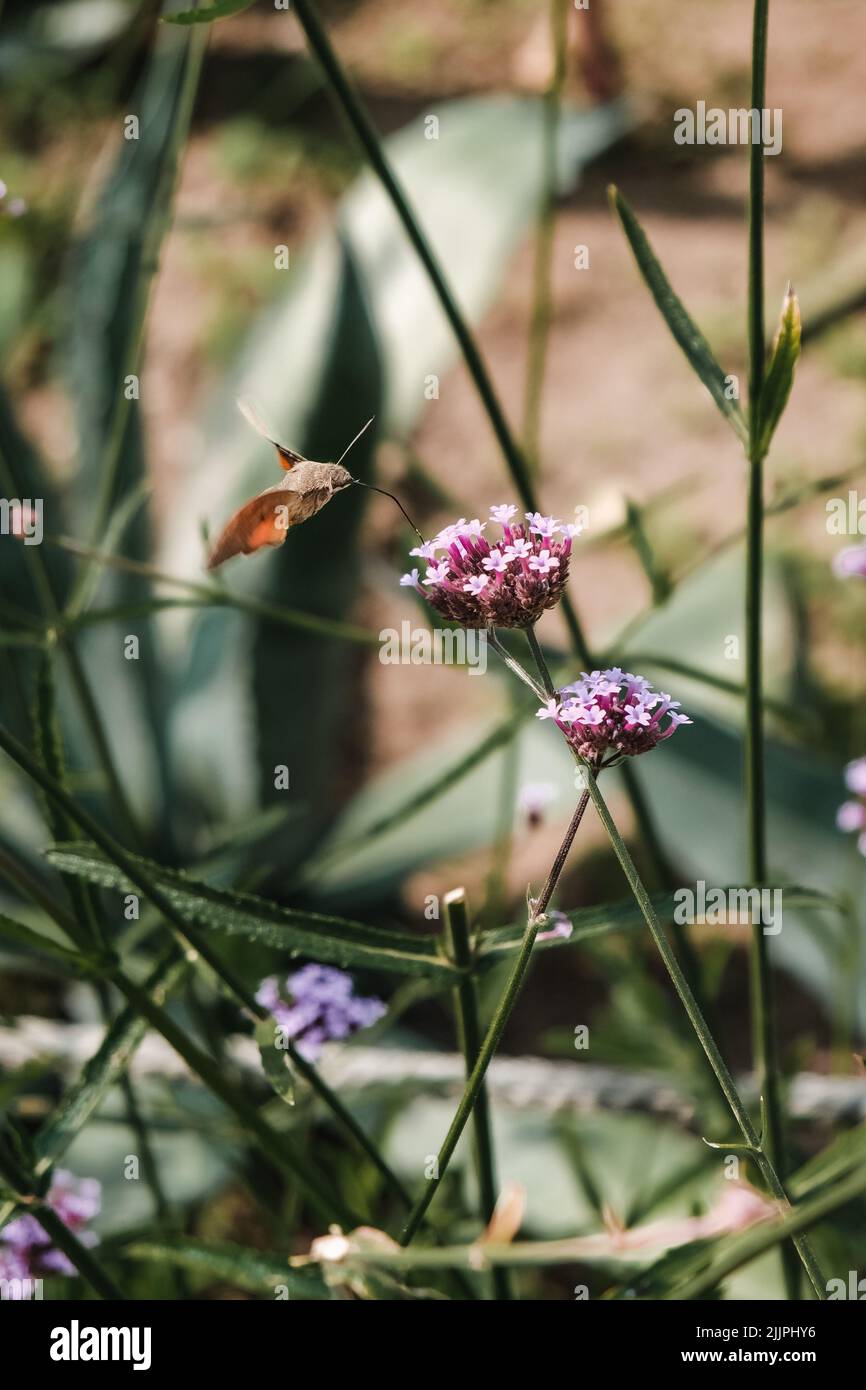 Un gros plan de Hummingbird faucon-teigne volant au-dessus de Purpletop vervain. Jardin botanique d'Iasi, Roumanie. Banque D'Images