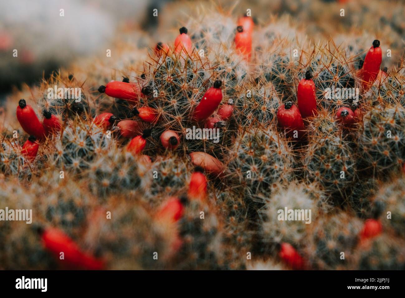 Un gros plan de Mammillaria proligera. Jardin botanique d'Iasi, Roumanie. Banque D'Images