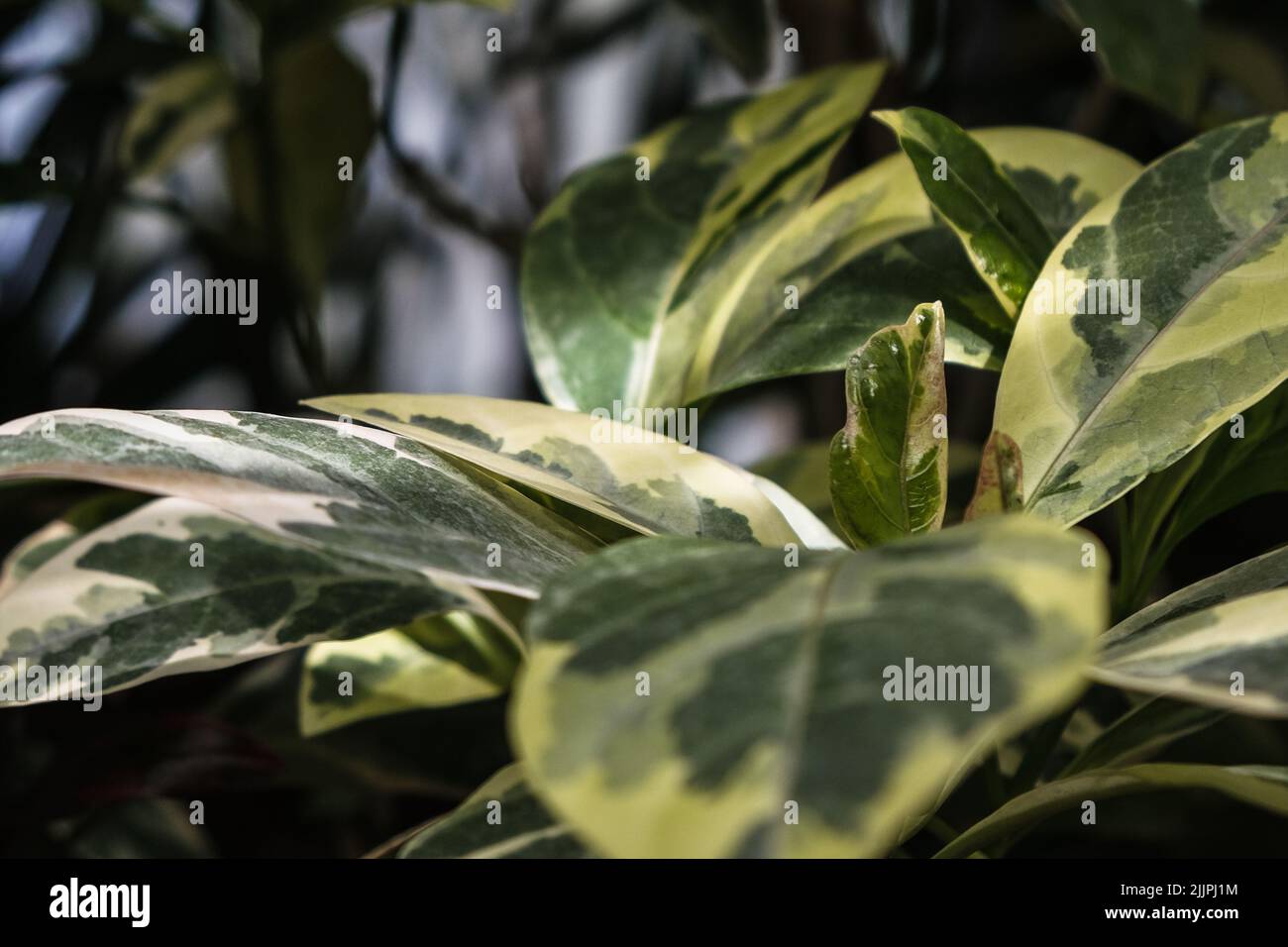 Un gros plan de Peperomia obtusifolia. Jardin botanique d'Iasi, Roumanie. Banque D'Images