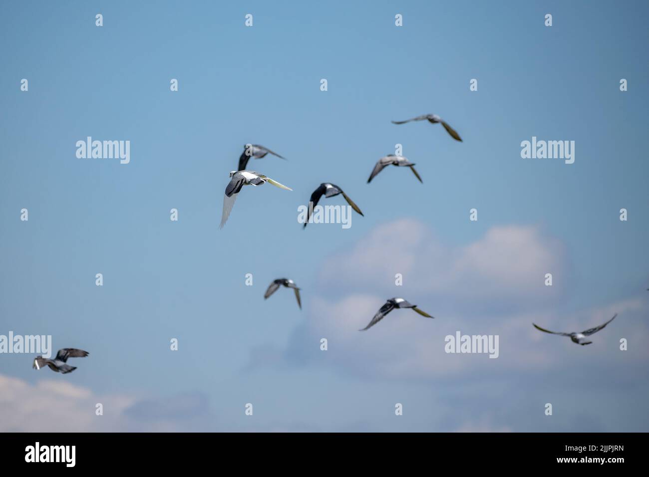 Photo à angle bas d'un troupeau de pigeons gris et blancs isolés sur un fond de ciel bleu Banque D'Images