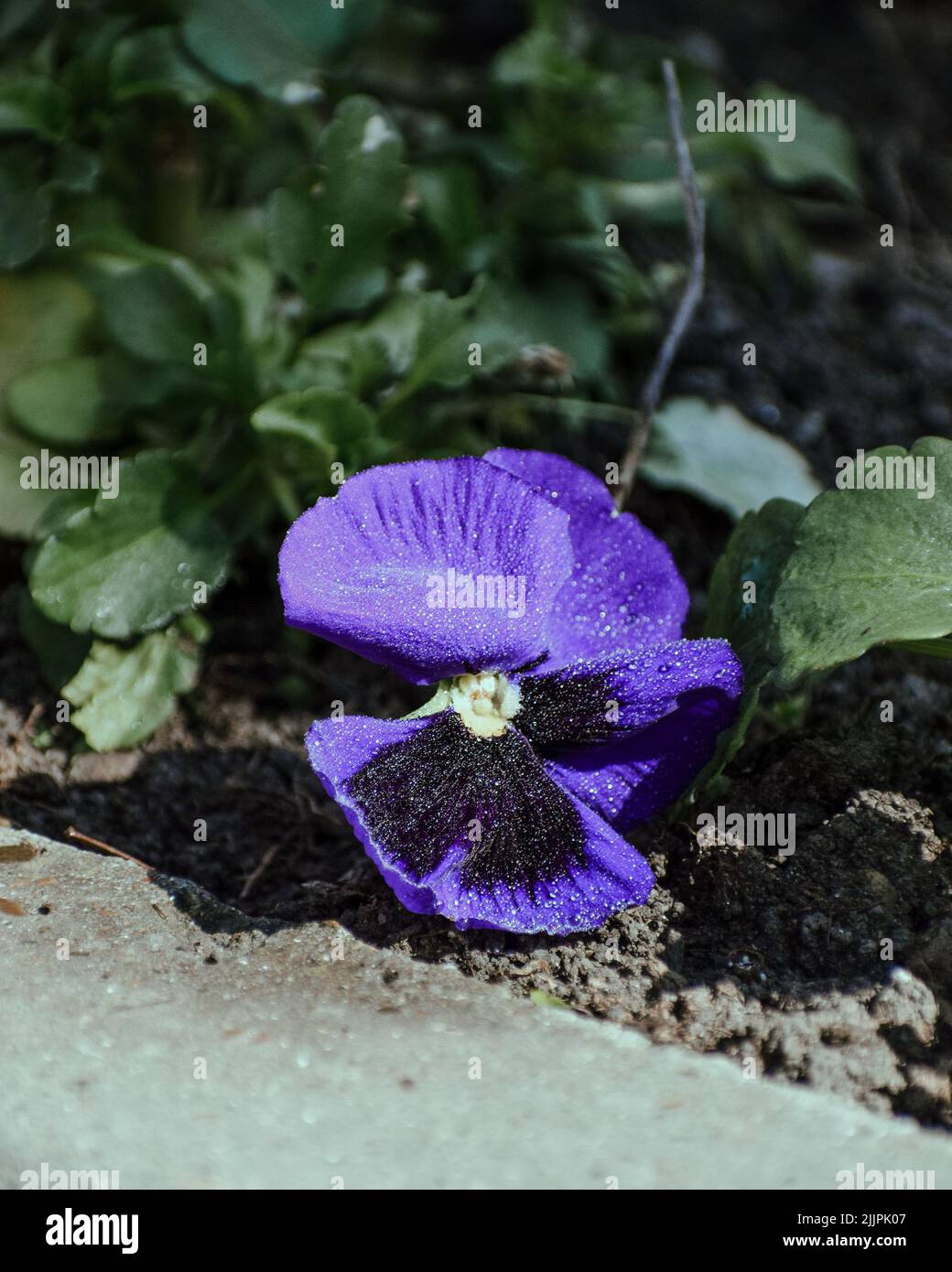 Un cliché vertical de la vie sauvage en fleurs de la forêt de Lasi, Roumanie Banque D'Images