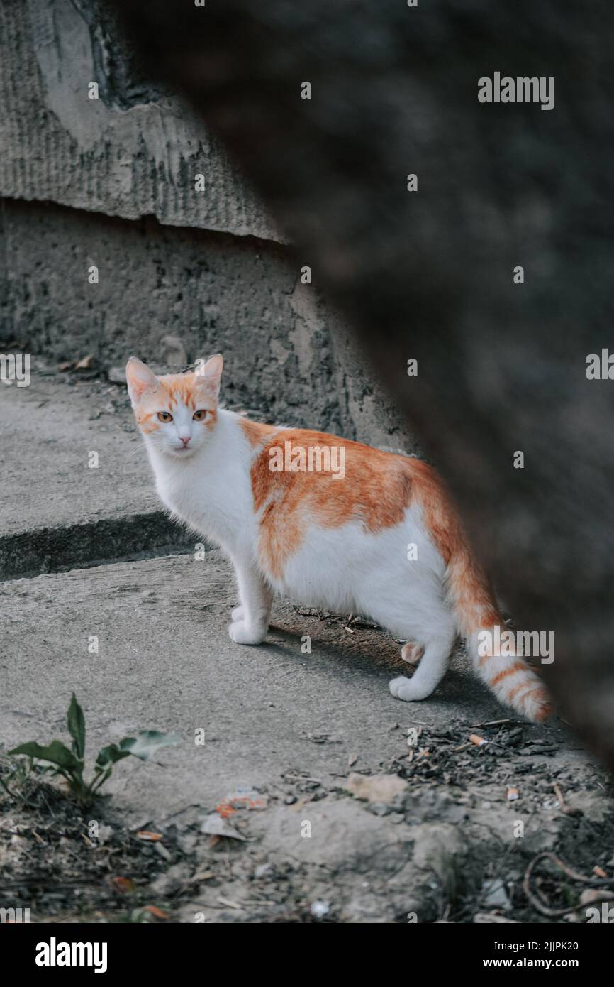 Un joli chat rouge et blanc à l'extérieur Banque D'Images