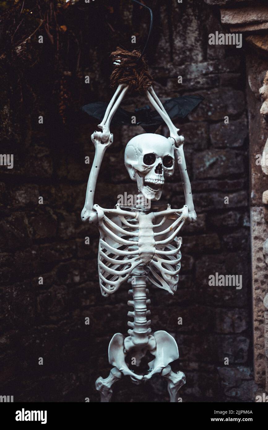 Une photo verticale d'une décoration de squelette d'Halloween accrochée à un arbre. Banque D'Images