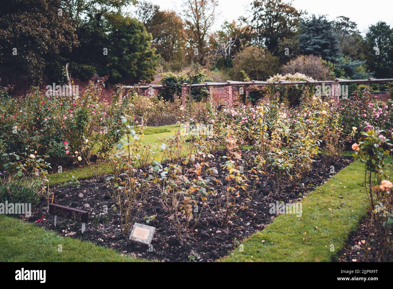 Un gros plan du jardin secret plein de roses dans Thornes Park à Wakefield, Angleterre, Royaume-Uni Banque D'Images