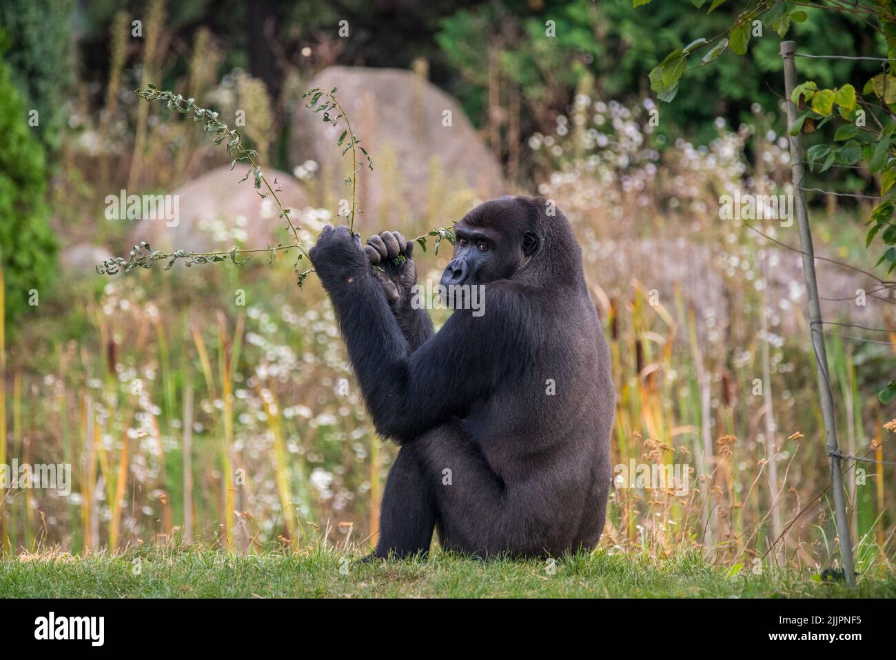Un gros plan d'un gorille assis dans la forêt et regardant derrière Banque D'Images