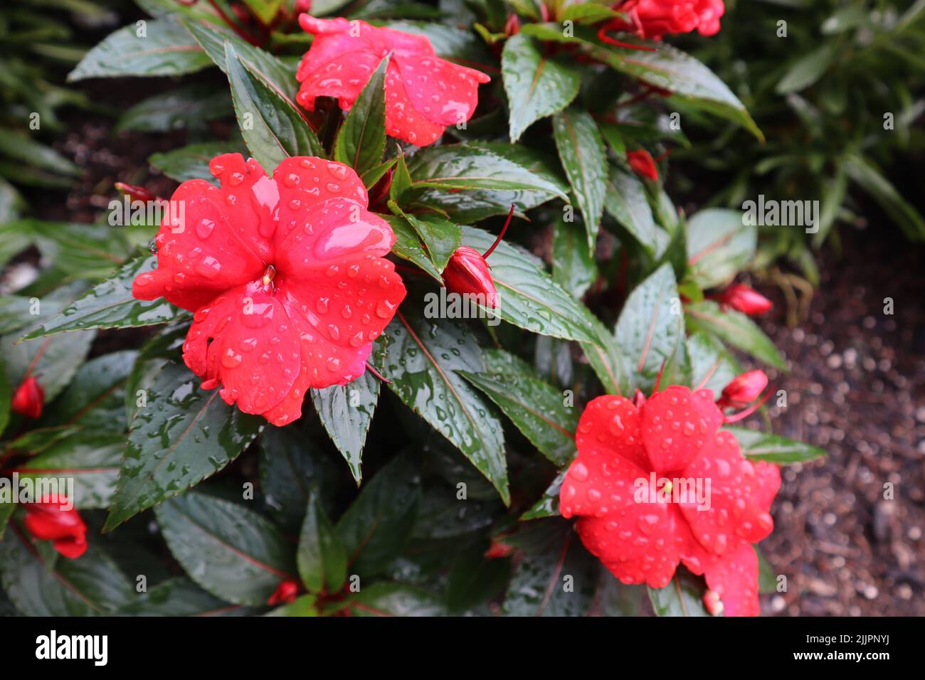 Un gros plan de fleurs d'impatiens roses de Nouvelle-Guinée avec des feuilles vertes dans le jardin Banque D'Images