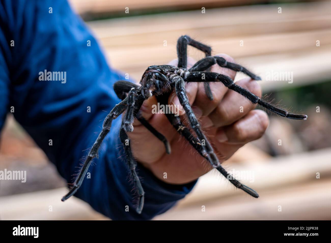 Le tarantula (Theraphosa blondi) de Goliath, en Amazonie péruvienne, est la plus grande araignée du monde Banque D'Images