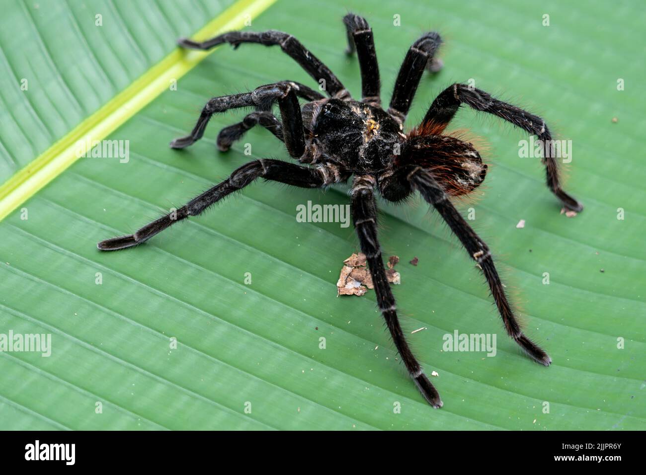 Le tarantula (Theraphosa blondi) de Goliath, en Amazonie péruvienne, est la plus grande araignée du monde Banque D'Images