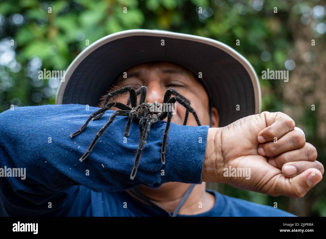 Le tarantula (Theraphosa blondi) de Goliath, en Amazonie péruvienne ...