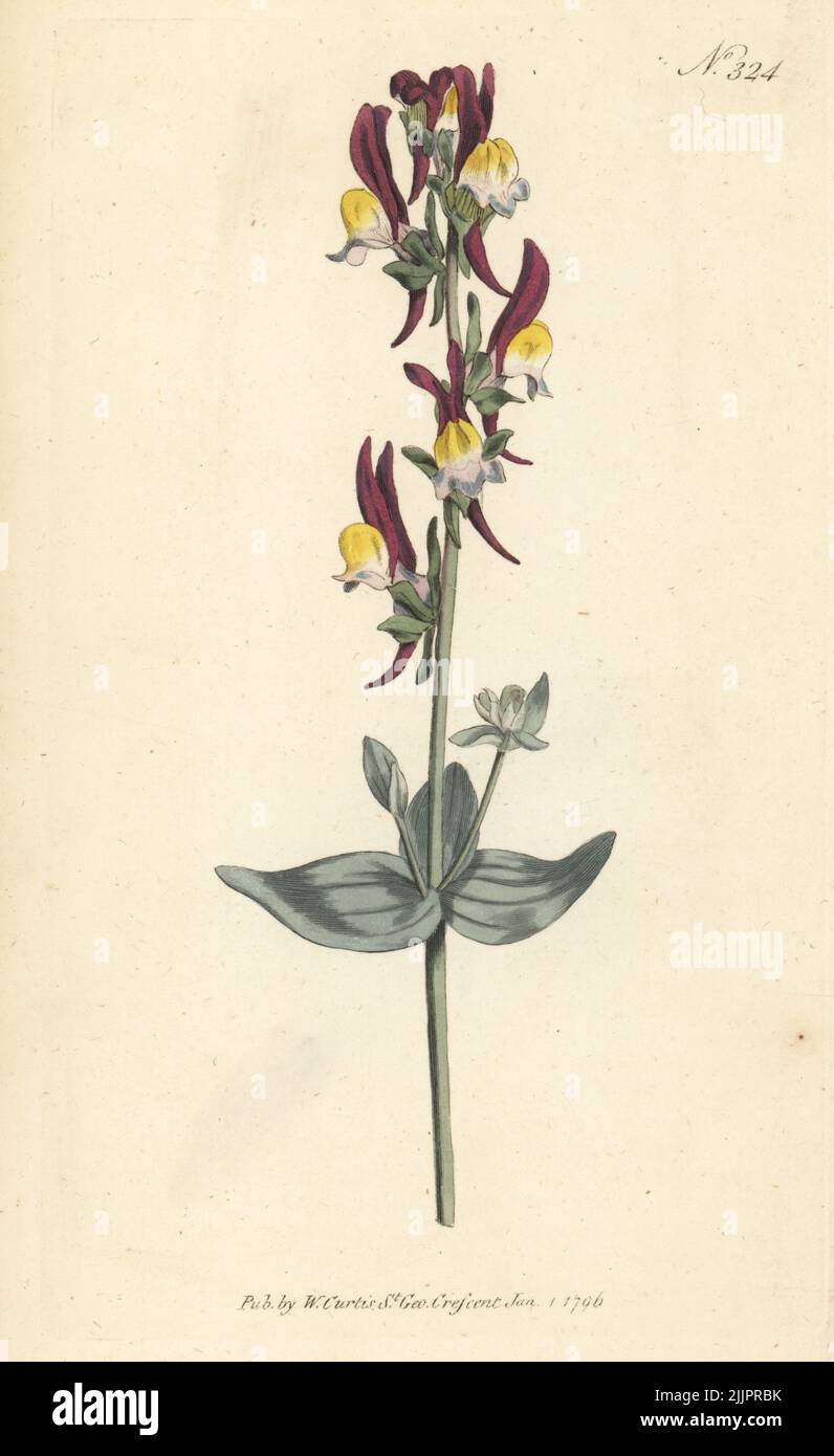 Toadlin, Linaria triphylla. Lin-toile à trois feuilles, Antirrhinum triphyllum. Originaire d'Espagne et de Sicile. Gravure sur plaque de coperplate de couleur main, d'après une illustration botanique du magazine botanique William Curtis, Stephen Couchman, Londres, 1796. Banque D'Images
