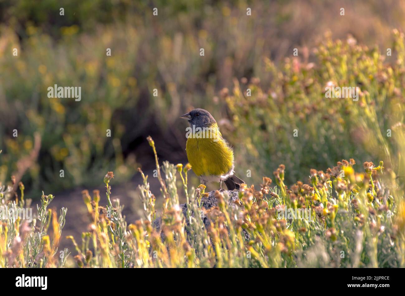 Un magnifique oiseau sierra finch à capuchon gris perché sur le rocher sous la lumière du soleil Banque D'Images