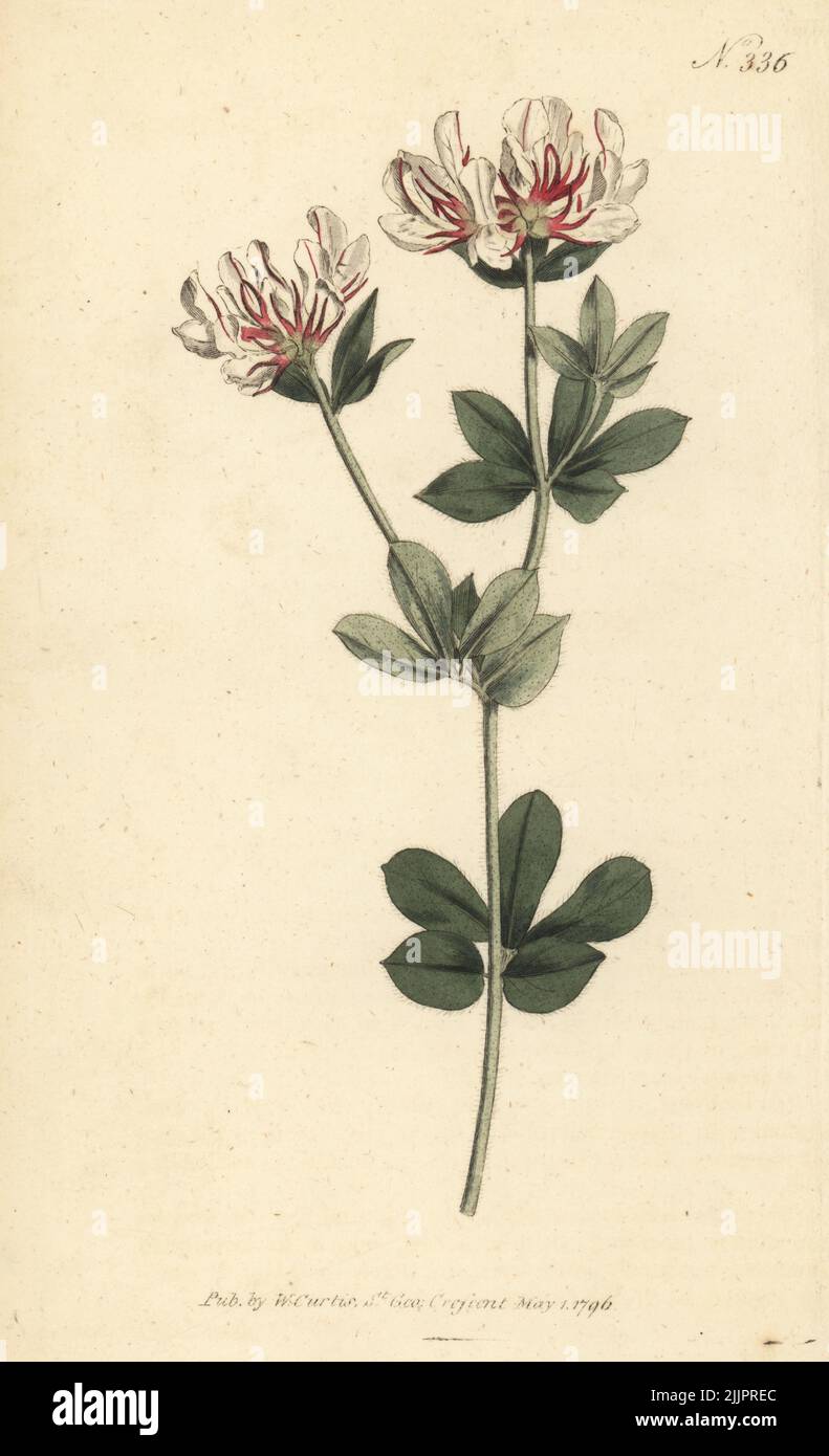 Trèfle à canaris poilu ou trèfle à pied d'oiseau poilu, Lotus hirsutus. Synonyme Dorycnium hirsutum. Originaire de la Méditerranée, élevé par James Sutherland en 1683. Gravure sur plaque de coperplate de couleur main, d'après une illustration botanique du magazine botanique William Curtis, Stephen Couchman, Londres, 1796. Banque D'Images