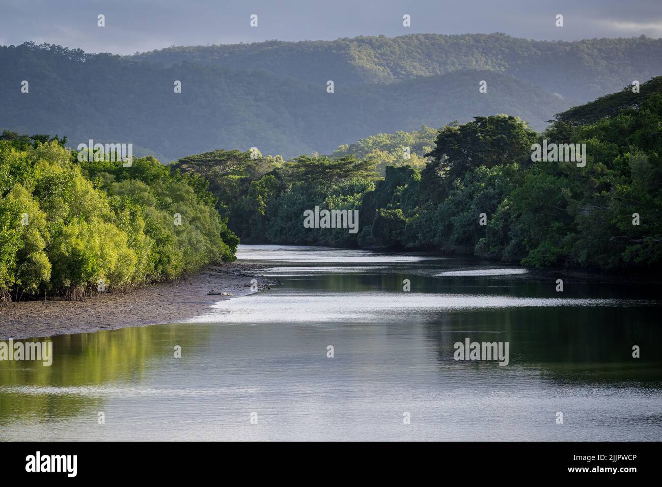 Portrait environnemental d'un seul crocodile Estuarine, un prédateur apex, prenant le soleil à marée basse sur la rivière Mowbray près de Port Douglas en Australie. Banque D'Images