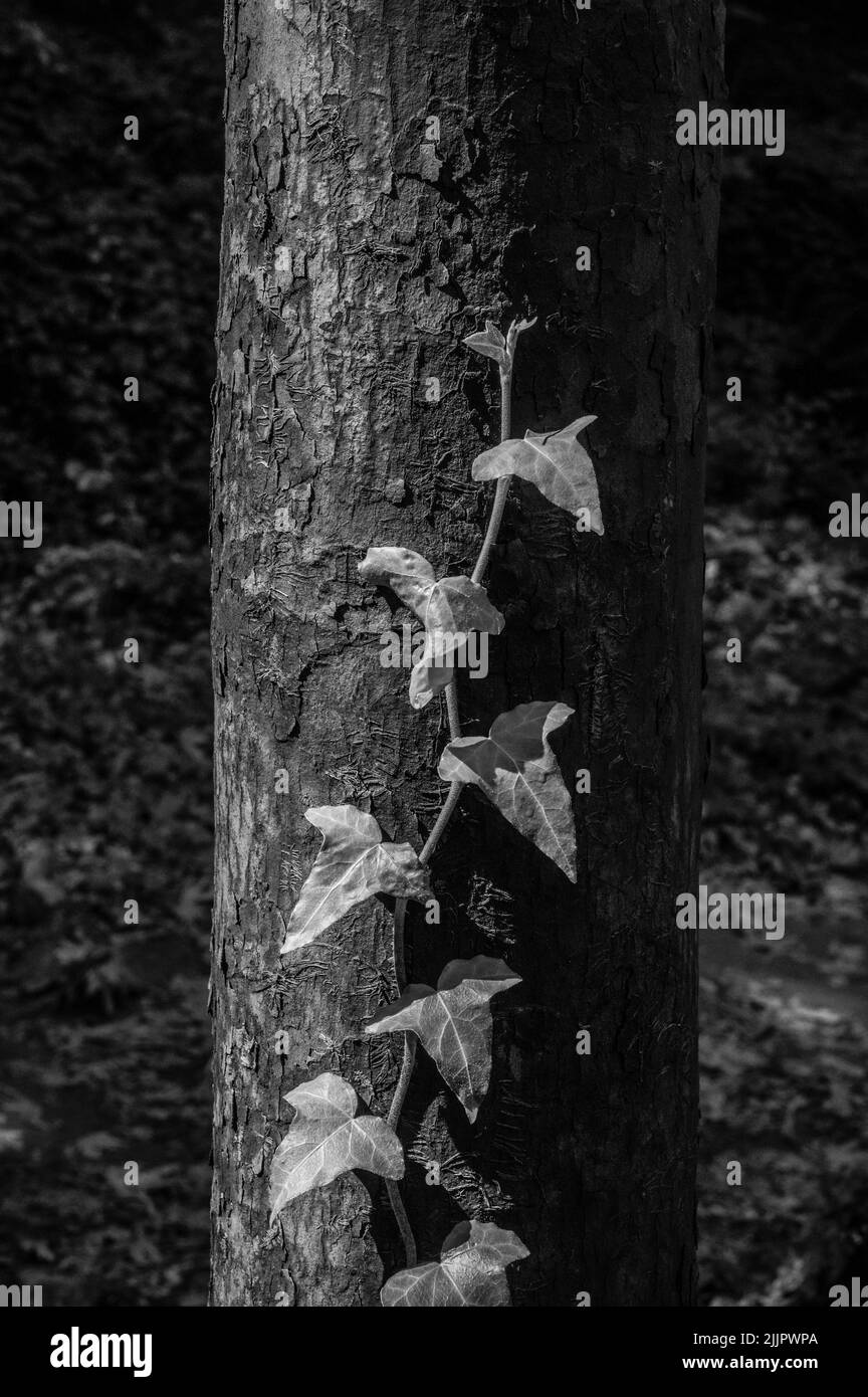 Un cliché vertical en niveaux de gris de plantes qui poussent sur un arbre Banque D'Images
