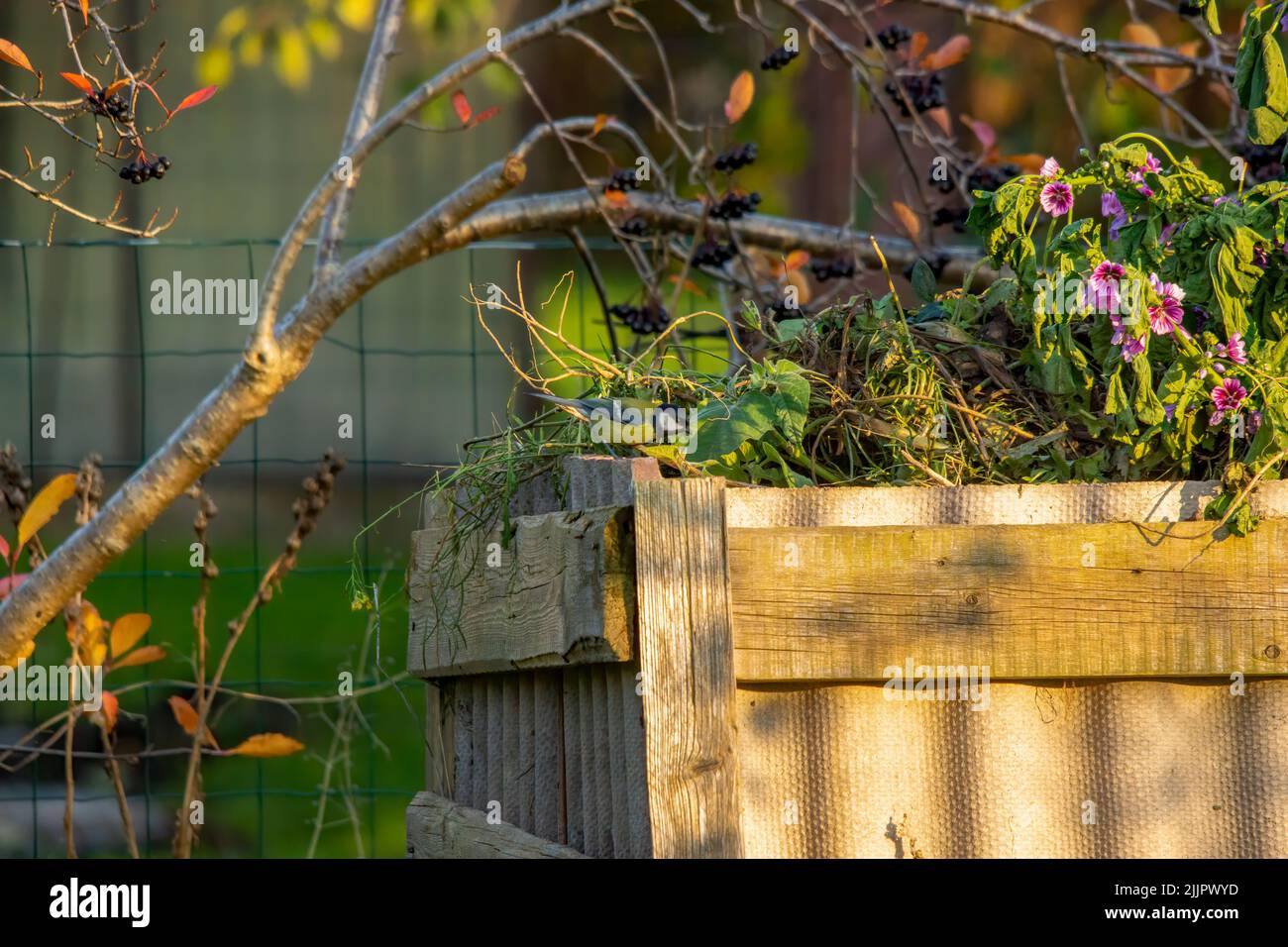 Une vue sur un jardin avec une clôture en filet et un pot en bois où différentes plantes et fleurs poussent Banque D'Images