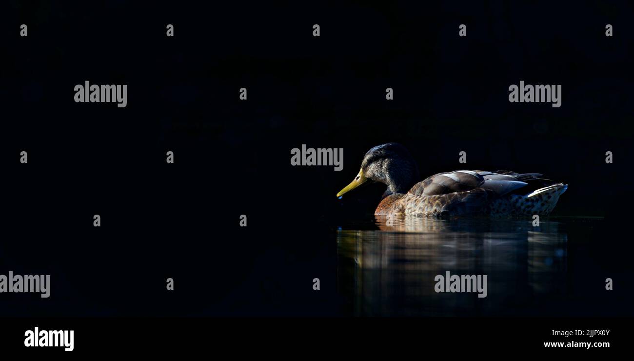 Une belle photo d'un canard colvert commun reflétant l'eau noire la nuit à Bâle, Suisse Banque D'Images