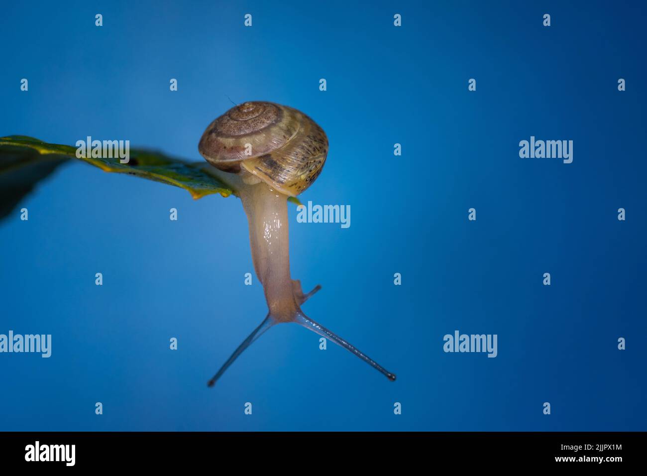 Gros plan d'un escargot suspendu sur une feuille sous le ciel bleu. Banque D'Images