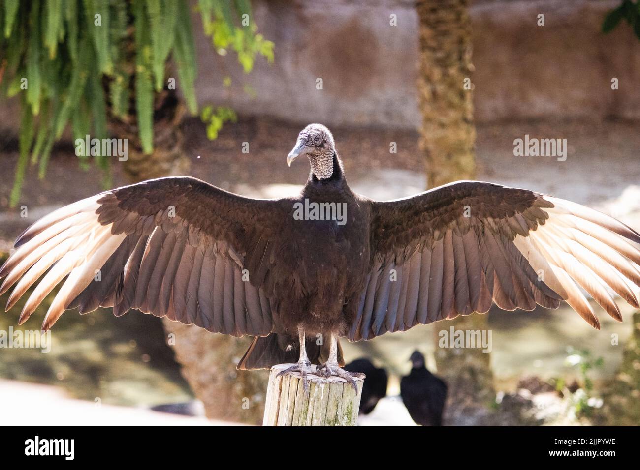 Un vautour avec des ailes larges ouvertes Banque D'Images Un vautour avec des ailes larges ouvertes Banque D'Images