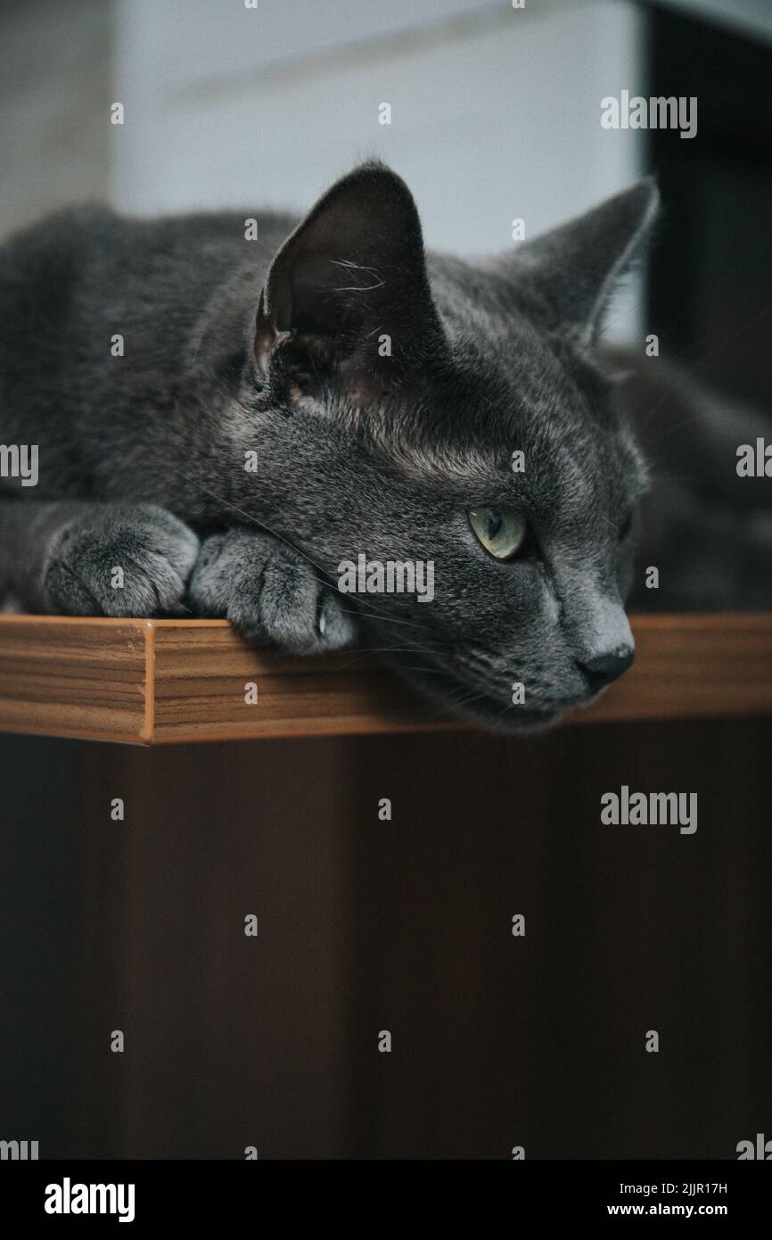 Un gros plan d'un chat gris mignon allongé sur une table en bois Banque D'Images