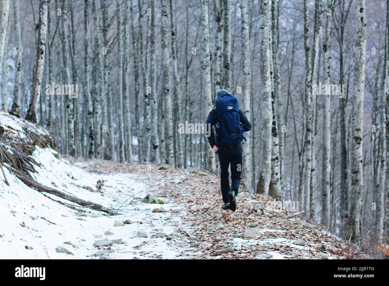 Vue arrière d'un randonneur qui court sur un sentier enneigé entouré d'arbres fins Banque D'Images