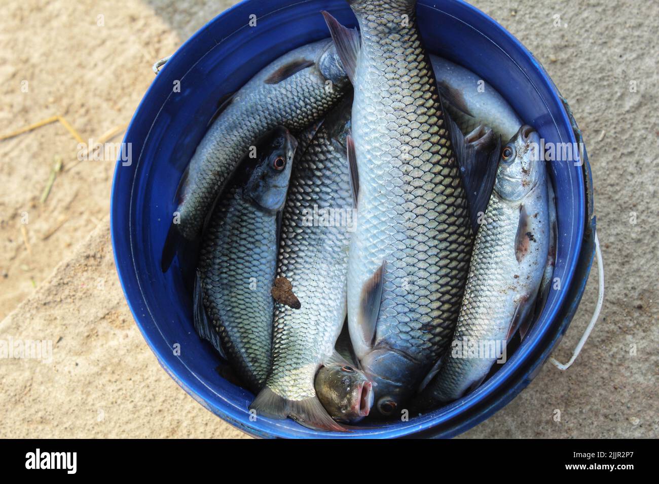 Vue de dessus d'un poisson pêché dans un seau bleu sur le sol Banque D'Images