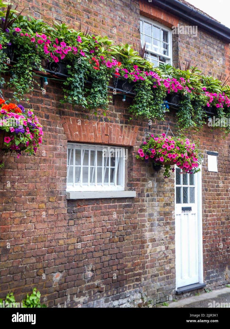 De belles fleurs pétunia suspendues ornent le mur de briques extérieur de Harmondsworth Hall à Harmondsworth, Hillingdon, Middlesex, Londres, Angleterre, ROYAUME-UNI Banque D'Images