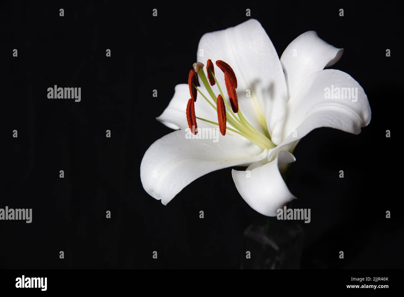Gros plan de la fleur de lys blancs dans une bouteille en verre sur fond noir Banque D'Images