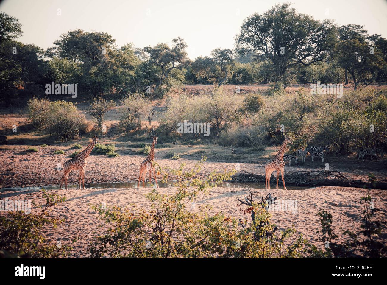 Un groupe de girafes et de zèbres près d'une rivière Banque D'Images