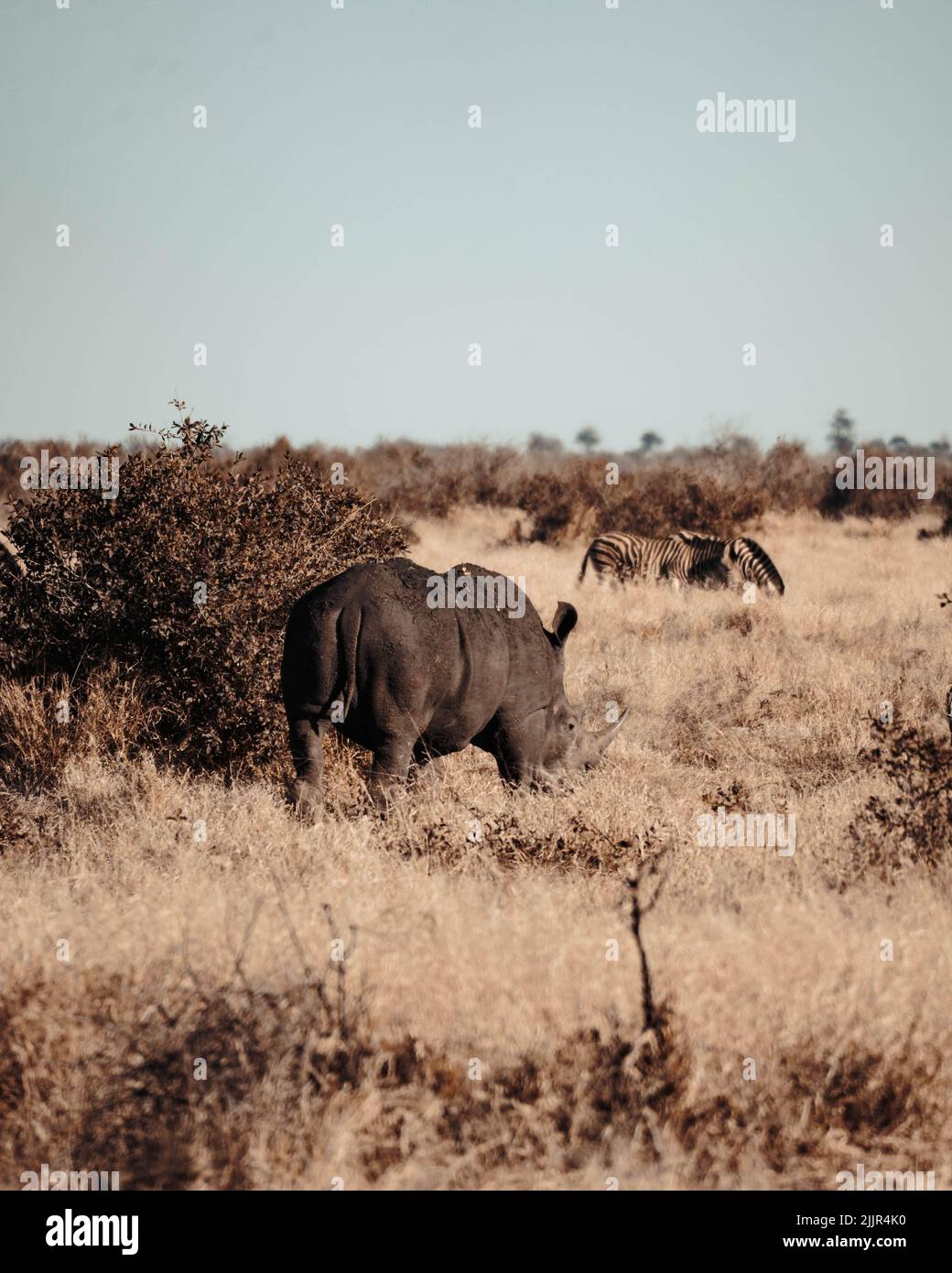 Un cliché vertical d'un rhinocéros noir et d'un zèbre dans la savane en Afrique du Sud Banque D'Images