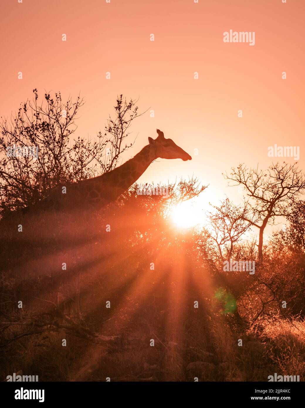 https://c8.alamy.com/compfr/2jjr4kc/un-cliche-vertical-d-une-girafe-dans-la-savane-d-afrique-du-sud-et-les-rayons-du-soleil-eclatant-2jjr4kc.jpg