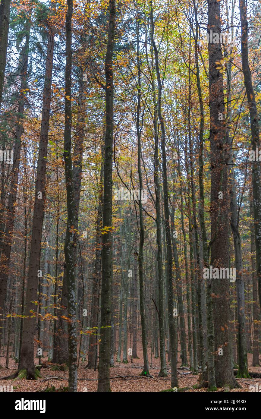 Paysage coloré de l'Forrest bavarois tôt le matin en automne, Allemagne Banque D'Images