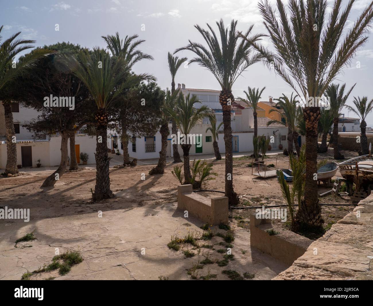 Petits palmiers sur la rive de l'île de Tabarca à Alicante, en Espagne Banque D'Images