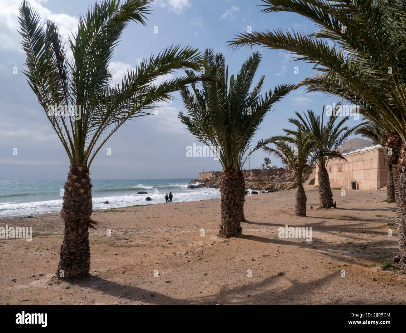 Les petits palmiers sur la rive de l'île de Tabarca à Alicante, en Espagne Banque D'Images