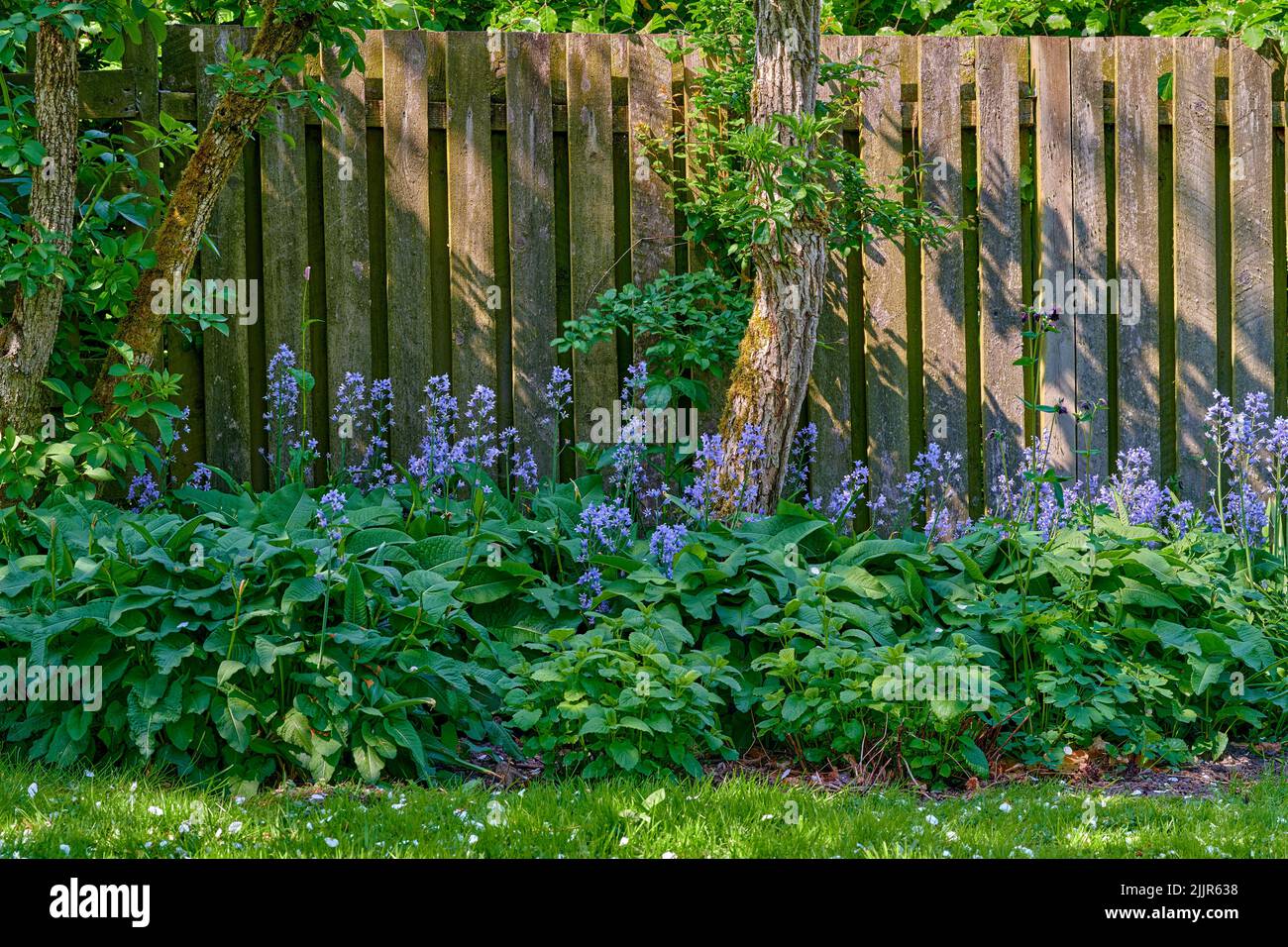 Mon jardin. De belles fleurs violettes poussent dans un jardin vert au printemps avec un fond de portail en bois. Détails de la nature florale bleue, tranquille Banque D'Images