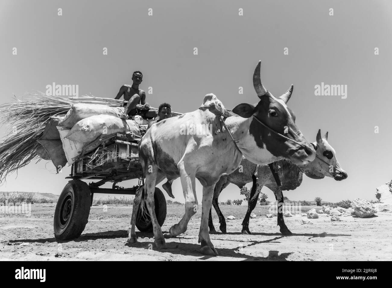 Une photo à faible angle en niveaux de gris d'un chariot de zébu dans le sud de Madagascar Banque D'Images