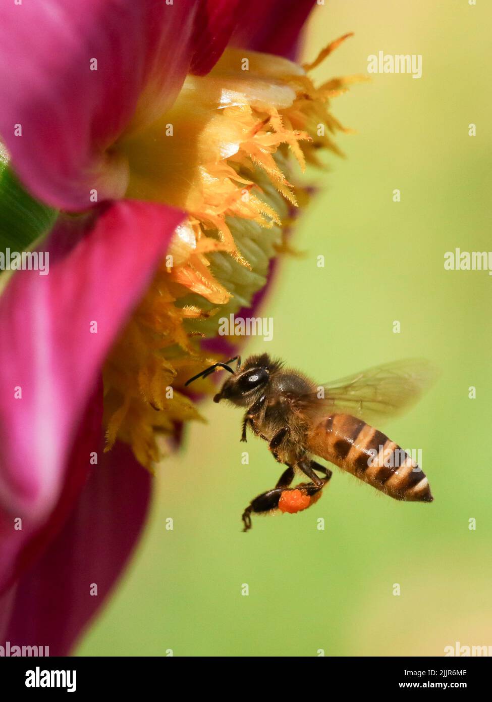 Photo macro verticale d'une abeille collectant du pollen d'une fleur d'hibiscus rose Banque D'Images