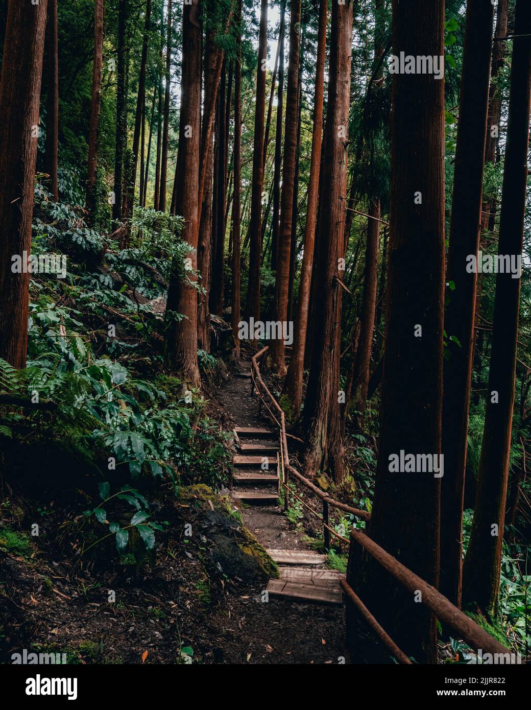 Une photo verticale d'une passerelle en bois avec des escaliers à travers la forêt avec de grands arbres et une nature luxuriante Banque D'Images