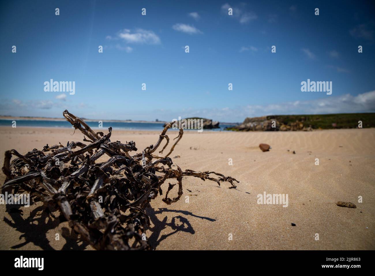 Une algue sèche sur une plage de sable sous le soleil, après une tempête Banque D'Images