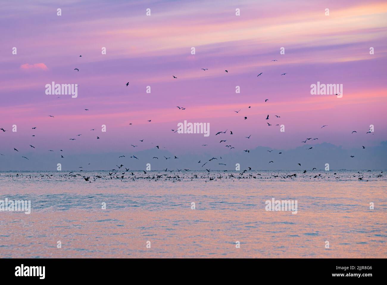 Une belle vue d'un troupeau d'oiseaux volant au-dessus de la mer pendant le coucher de soleil rose Banque D'Images