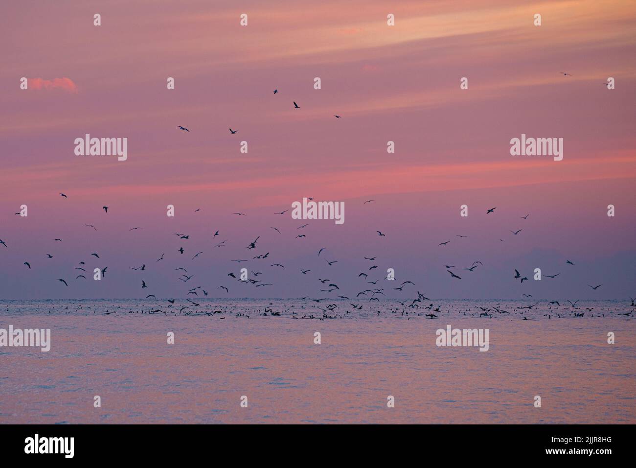Une belle vue d'un troupeau d'oiseaux volant au-dessus de la mer pendant le coucher de soleil rose Banque D'Images