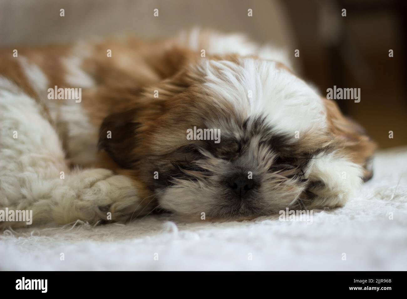 Gros plan d'un adorable chiot Shih Tzu endormi sur une couverture Banque D'Images